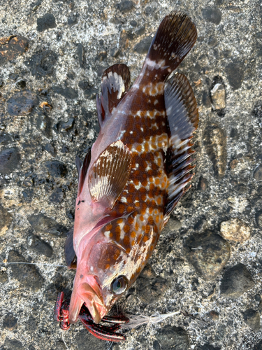 キジハタの釣果