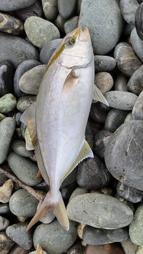 ショゴの釣果