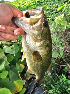 ラージマウスバスの釣果