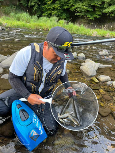 アユの釣果