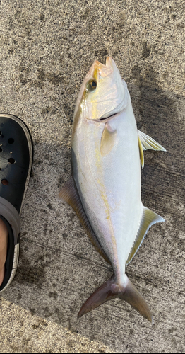 ショゴの釣果