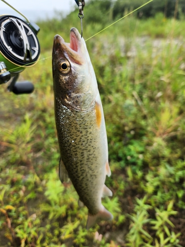 イトウの釣果