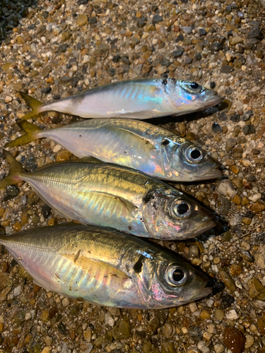 アジの釣果