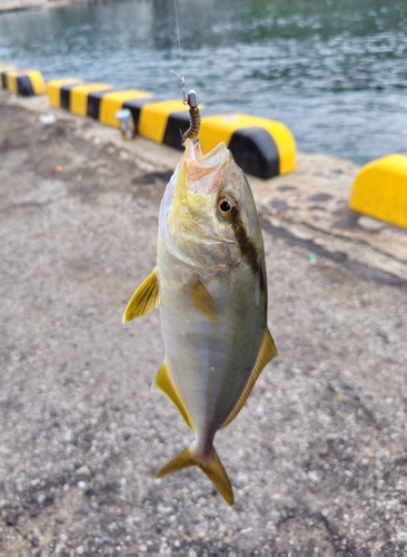 シオの釣果