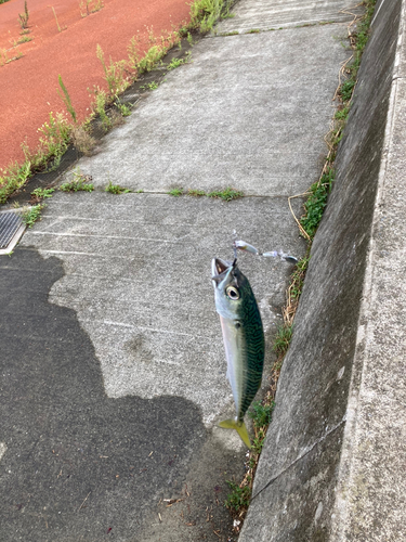 サバの釣果