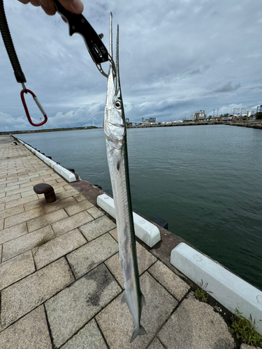 ダツの釣果