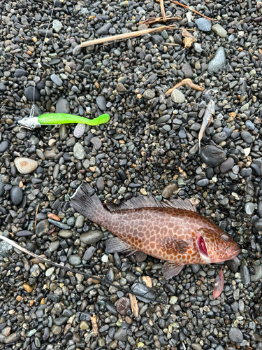 オオモンハタの釣果