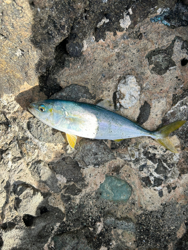 ツバスの釣果