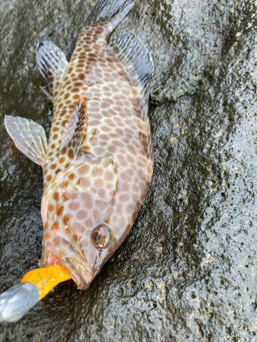 オオモンハタの釣果