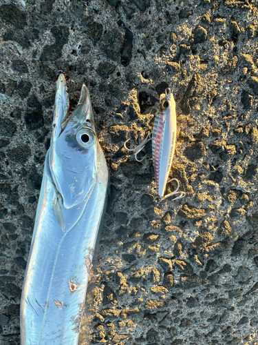 タチウオの釣果