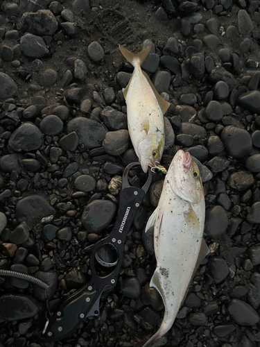 ショゴの釣果