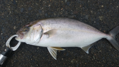 ショゴの釣果