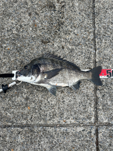 クロダイの釣果