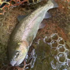 ニジマスの釣果