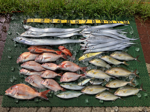 マダイの釣果