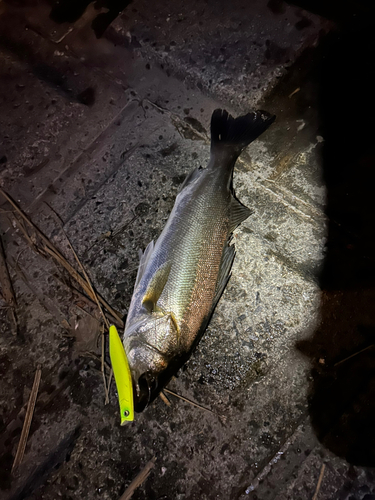 シーバスの釣果