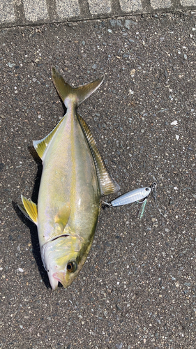 釣果