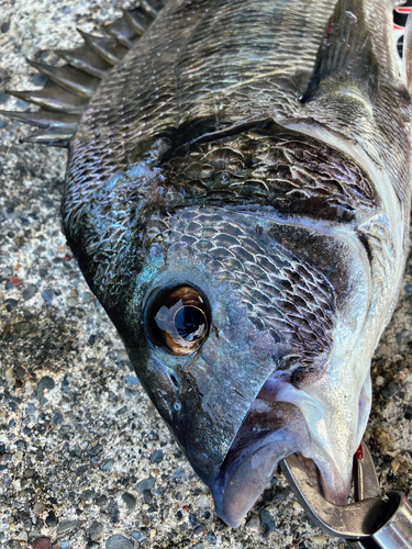 チヌの釣果