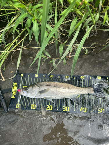 フッコ（マルスズキ）の釣果