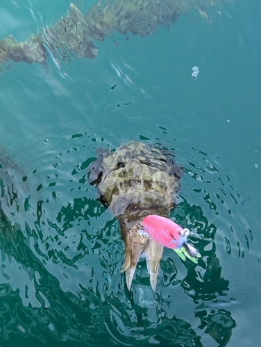 コウイカの釣果