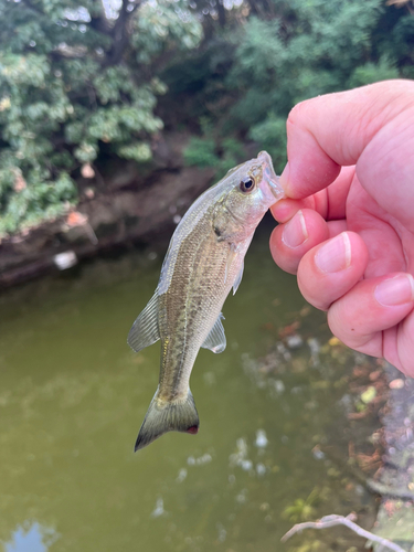 ラージマウスバスの釣果