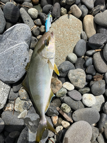 ショゴの釣果