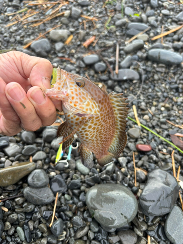 オオモンハタの釣果