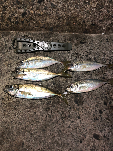 アジの釣果