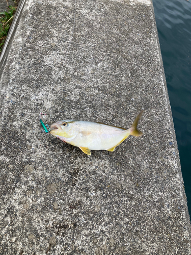 ショゴの釣果