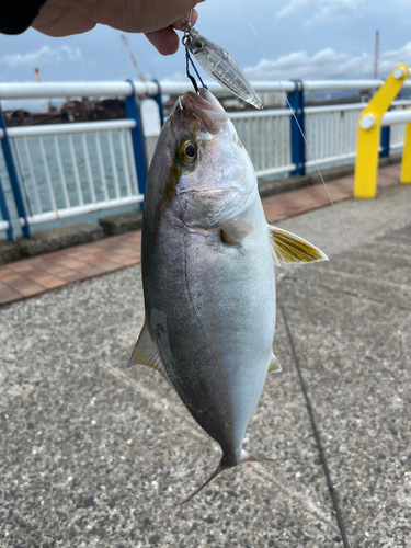 ネリゴの釣果