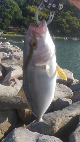 ネリゴの釣果