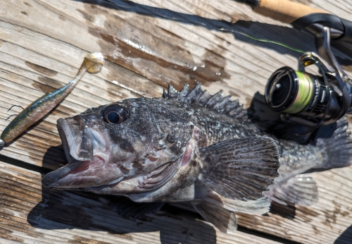 クロソイの釣果