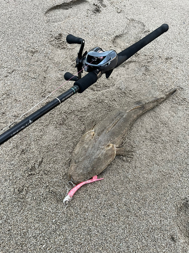 マゴチの釣果