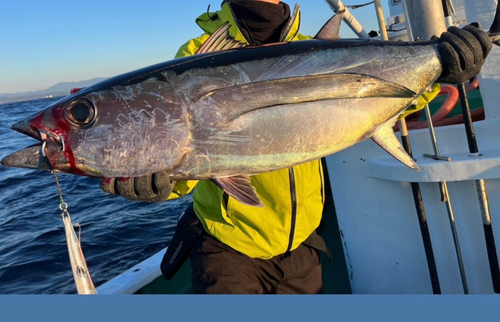 ビンチョウマグロの釣果