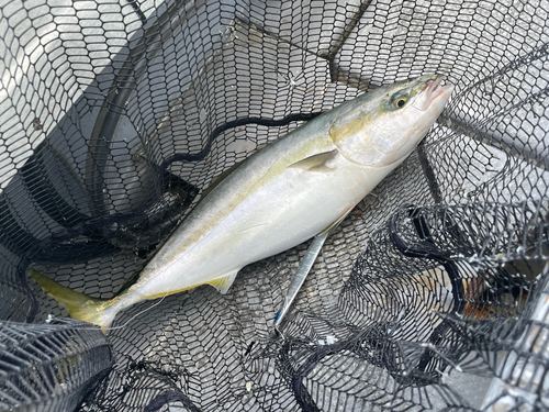 メジロの釣果