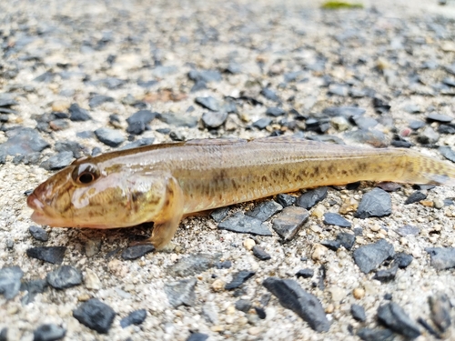 ハゼの釣果