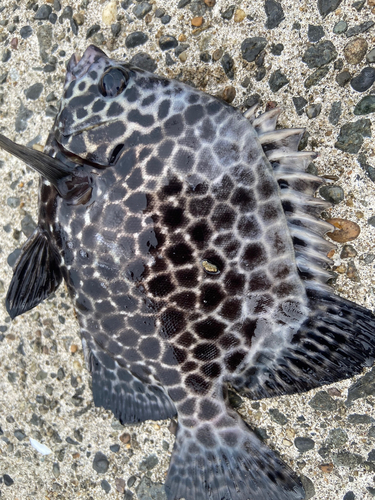 イシガキダイの釣果