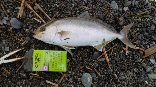 ショゴの釣果