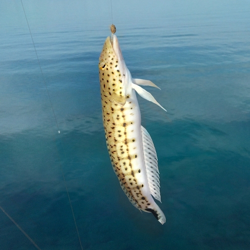 オグロトラギスの釣果