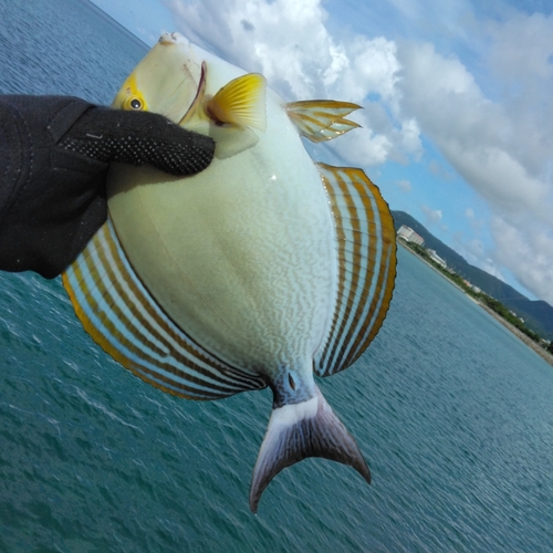 トカジャーの釣果