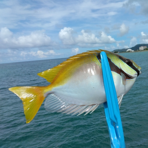 ヒメアイゴの釣果