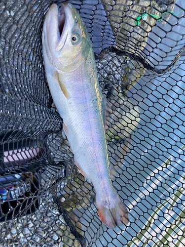 サクラマスの釣果