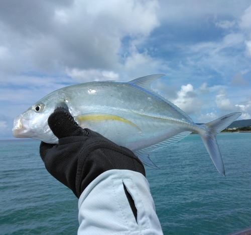 カスミアジの釣果