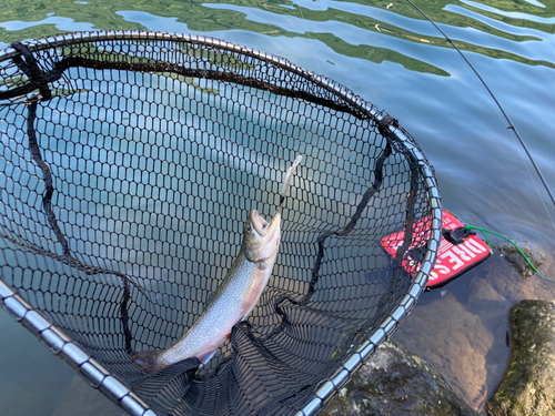 ブルックトラウトの釣果