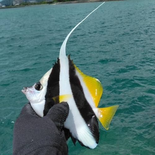 釣果