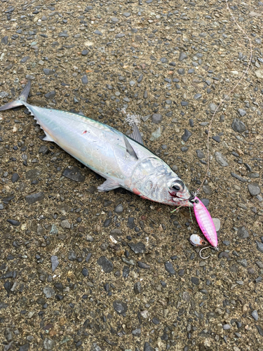 ソウダガツオの釣果