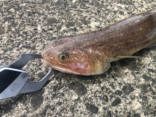 エソの釣果