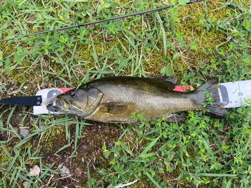 スモールマウスバスの釣果