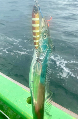 タチウオの釣果