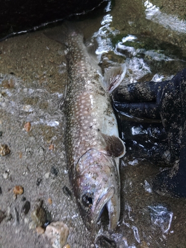 イワナの釣果